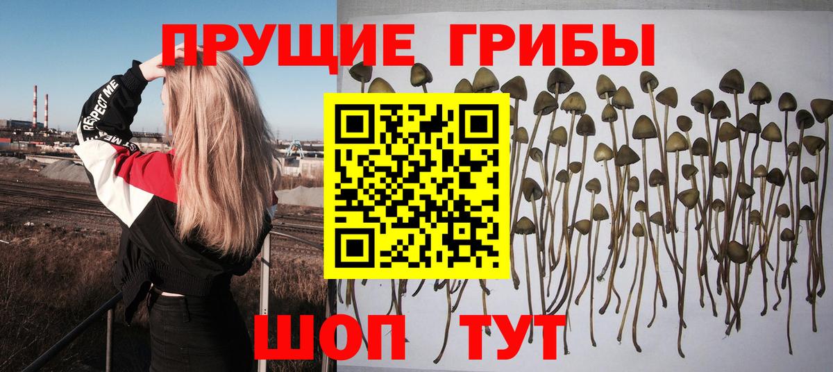 Фролово  Галлюциногенные грибы GOLDEN TEACHER  закладки  Вход с VPN 